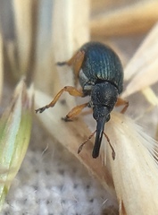 Pseudapion rufirostre