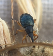 Pseudapion rufirostre