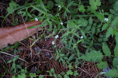 Cerastium subpilosum