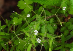 Cerastium subpilosum