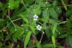 Cerastium subpilosum