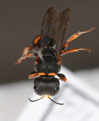 Williamsita smithiensis