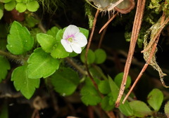 Veronica oligosperma