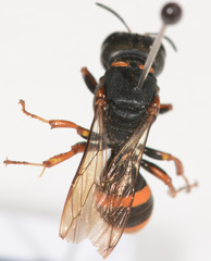 Williamsita smithiensis