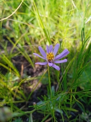 Galatella angustissima