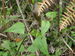 Fleischmannia klattiana