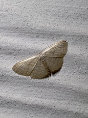 Scopula despoliata