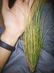 Festuca elegans
