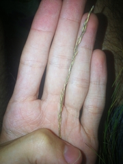 Festuca elegans