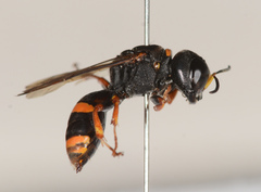 Williamsita smithiensis