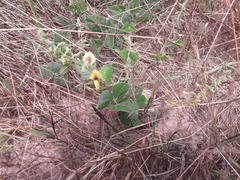 Rhynchosia stipitata