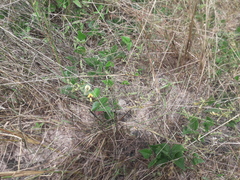 Rhynchosia stipitata