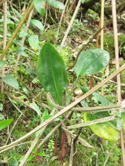 Prescottia stachyodes