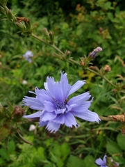 Cichorium intybus
