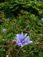 Cichorium intybus