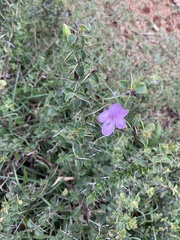 Barleria buxifolia
