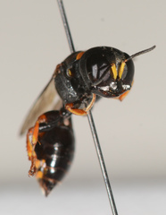 Williamsita smithiensis