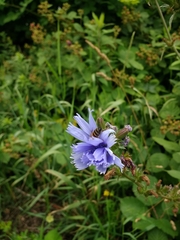 Cichorium intybus