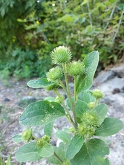 Arctium × nothum