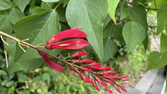 Erythrina × bidwillii