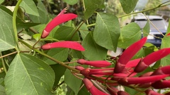Erythrina × bidwillii