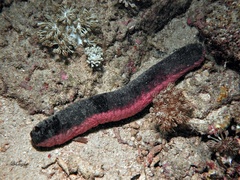 Holothuria edulis