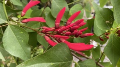 Erythrina × bidwillii