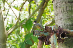 Pycnonotus sinensis hainanus