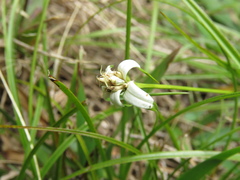 Rhynchospora blepharophora