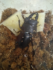 Serrognathus titanus