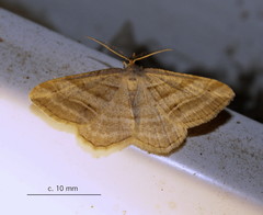 Chiasmia furcata