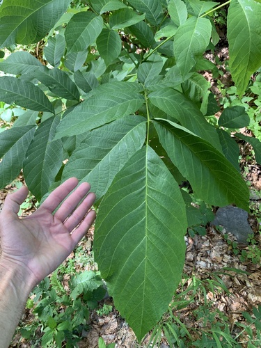 orech kráľovský (Juglans regia)