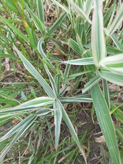 Phalaris arundinacea picta