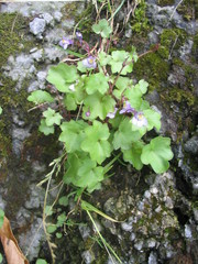 Cymbalaria muralis