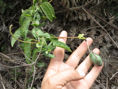 Passiflora longipes