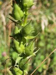 Digitalis lutea