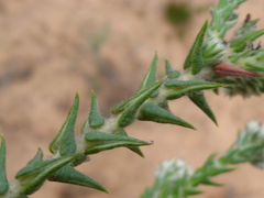 Phyliceae