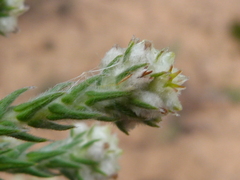 Phyliceae