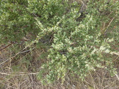 Spiraea aquilegifolia