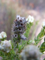 Phyliceae