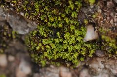 Encalypta streptocarpa