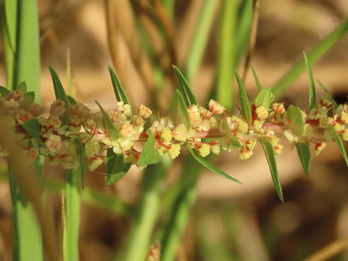 Image of Melastome (Gonostegia pentandra) by (c) chiuluan, some rights reserved (CC BY)