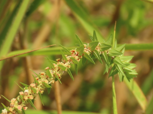 Image of Gonostegia pentandra by (c) chiuluan, some rights reserved (CC BY)