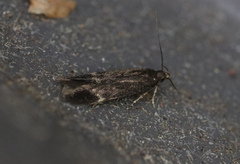 Aproaerema anthyllidella