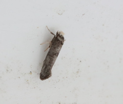 Swammerdamia compunctella