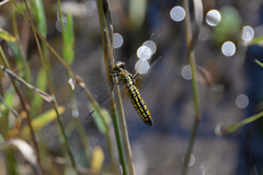 Lyriothemis pachygastra