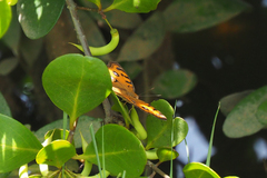 Junonia almana