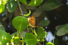 Junonia almana
