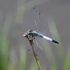 Orthetrum albistylum