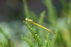 Ceriagrion melanurum